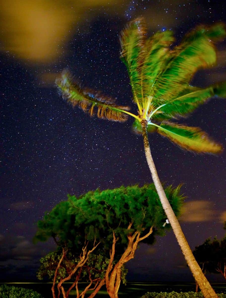 night picture with stars and palm tree lit up in foreground