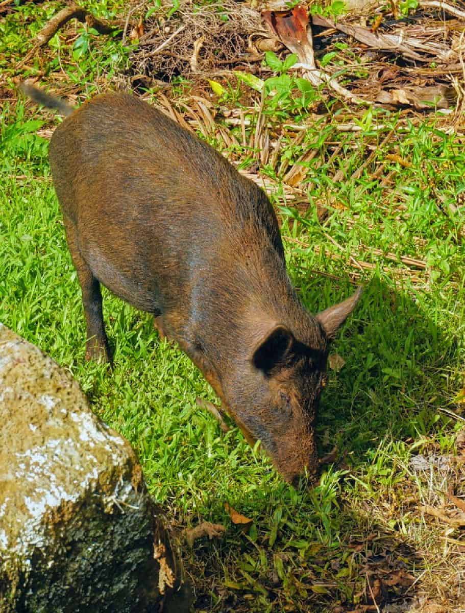 wild boar sniffing grass