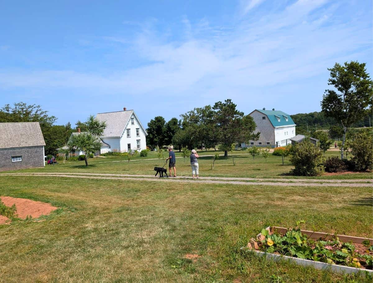 Anne of Green Gables Museum on Campbell property. white house on left, large barn with green roof on right and couple walking dog in middle of photo
