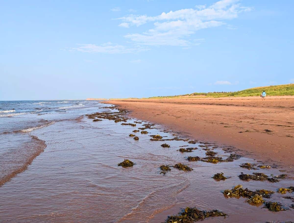 Dalvay beach with seaweed piles along the water line and grassy dunes on back of sand
