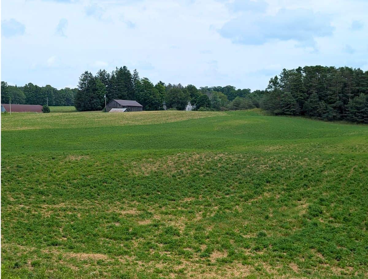 View of the field from road; the film location for the green gables fields
