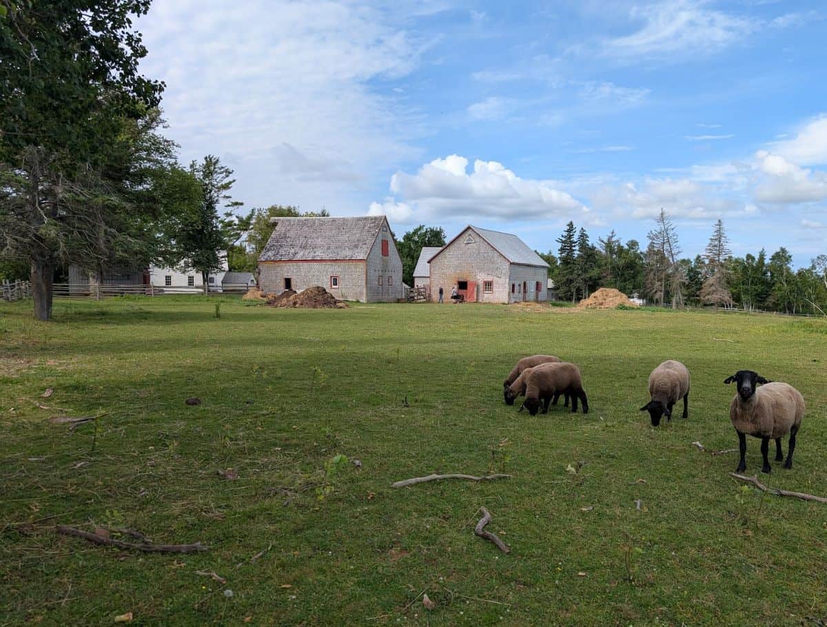 Orwell Corner Historic Village barns and sheep