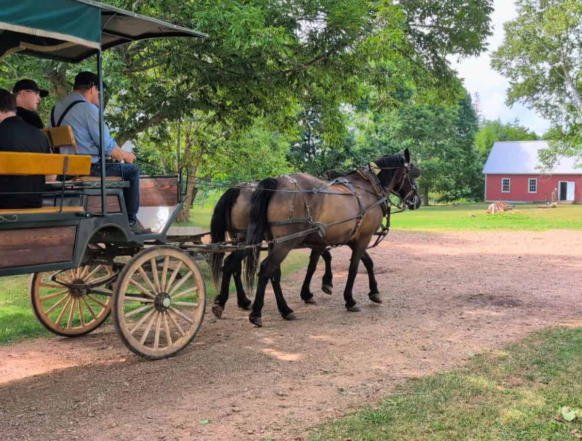 Free horse-drawn carriage rides around Orwell Corner Historic Village wit two horses. red barn in background