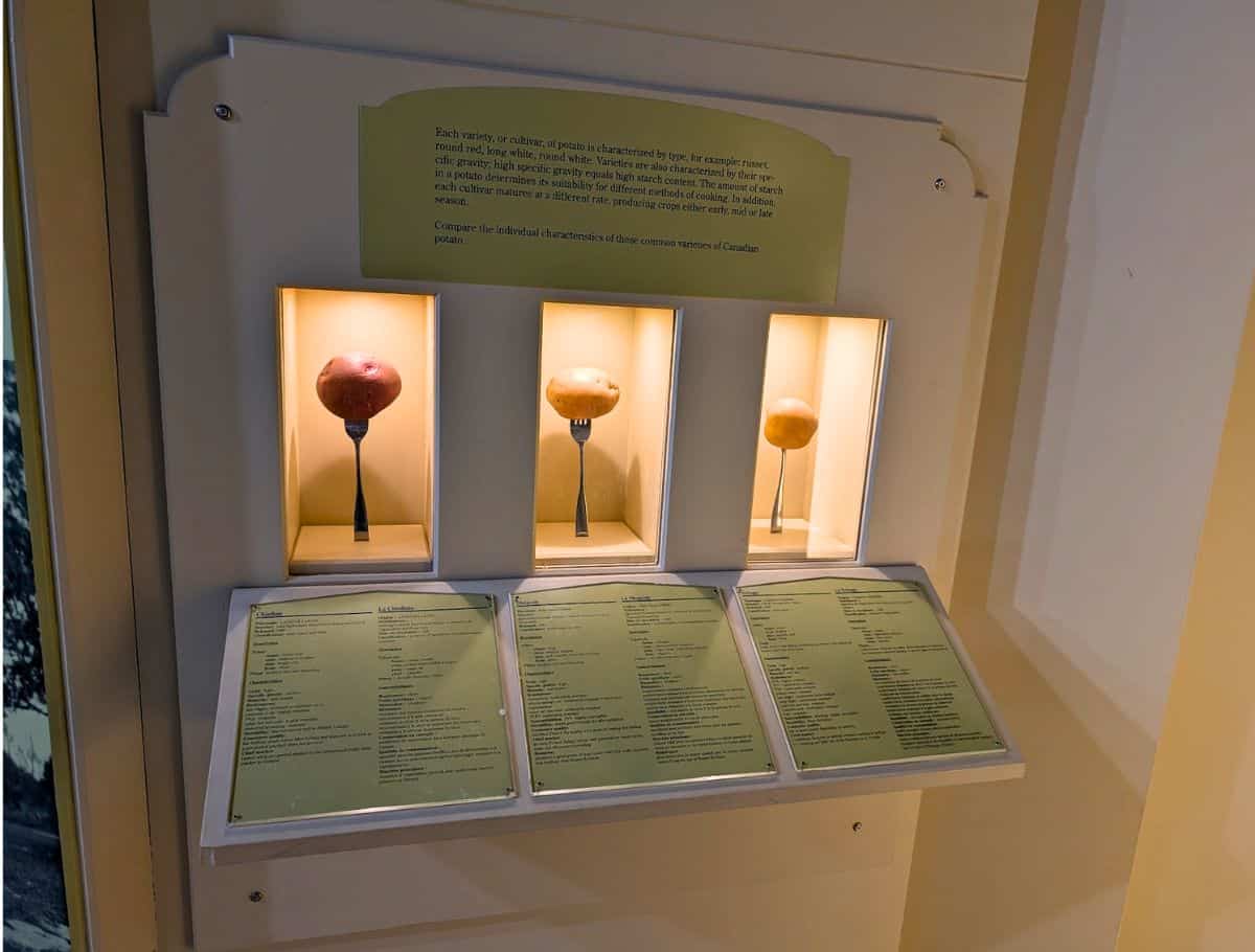 One of the many, wordy displays at the Canadian Potato Museum with fake potatoes on forks
