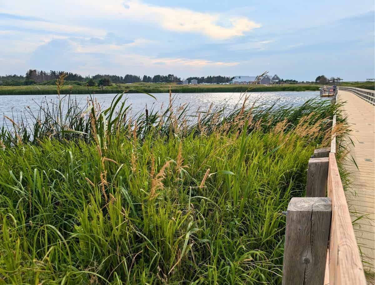 Lake of Shining Waters boardwalk at Cavendish Beach with tall grass on the edges
