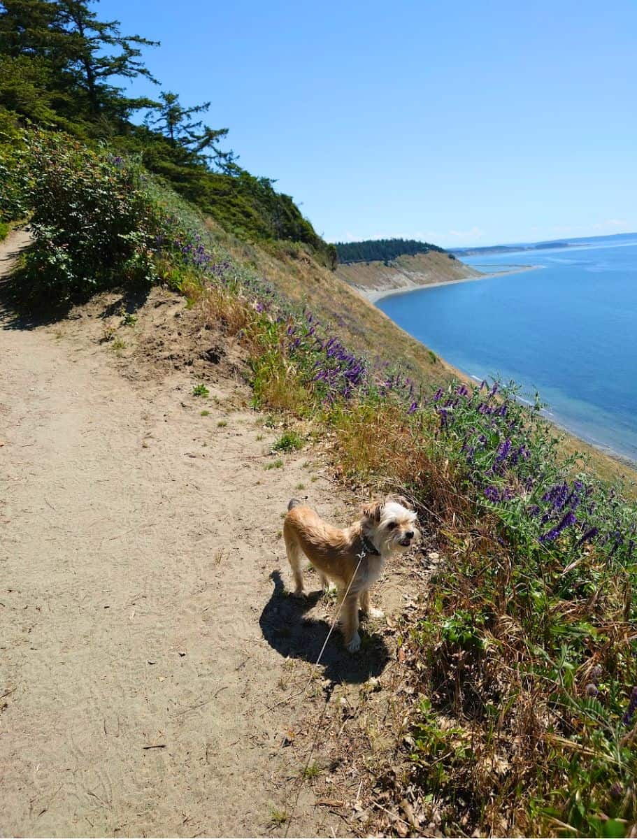 Small dog on a leash stands on a dirt trail lined with purple wildflowers overlooking a steep coastal bluff and bright blue water. Hiking scenic cliffside trails like this is one of the most beautiful things to do Whidbey Island visitors can experience.