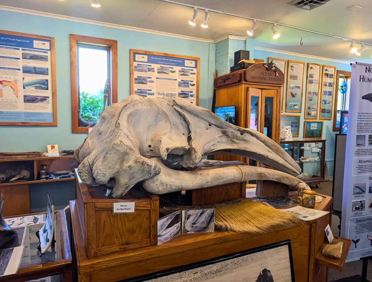 Large whale skull displayed inside a small museum in Langley with educational posters and exhibits about marine life on the walls, offering an informative stop among things to do Langley. A sign on the display reads "Please Do Not Touch" while visitors can explore the surrounding exhibits.