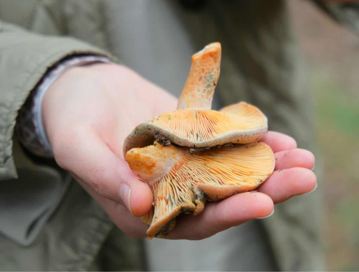 Close up of a hand holding freshly picked wild mushrooms during a foraging outing, highlighting a unique nature experience among things to do Langley. The orange gills and textured stems are clearly visible against a softly blurred outdoor background.